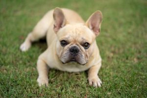 Charakterystyka buldoga francuskiego