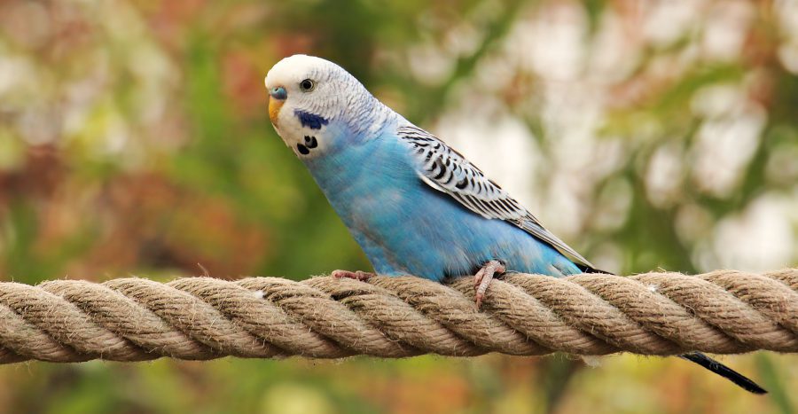 Pokarm dla papugi falistej – co powinno znaleźć się w diecie?
